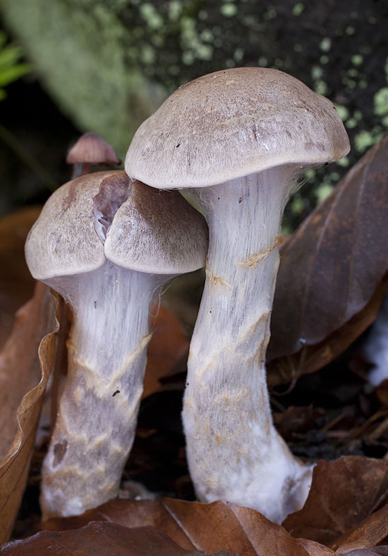 Cortinarius anomalus